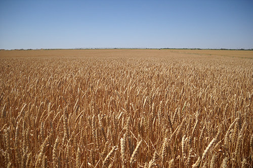 Fall Field Seed